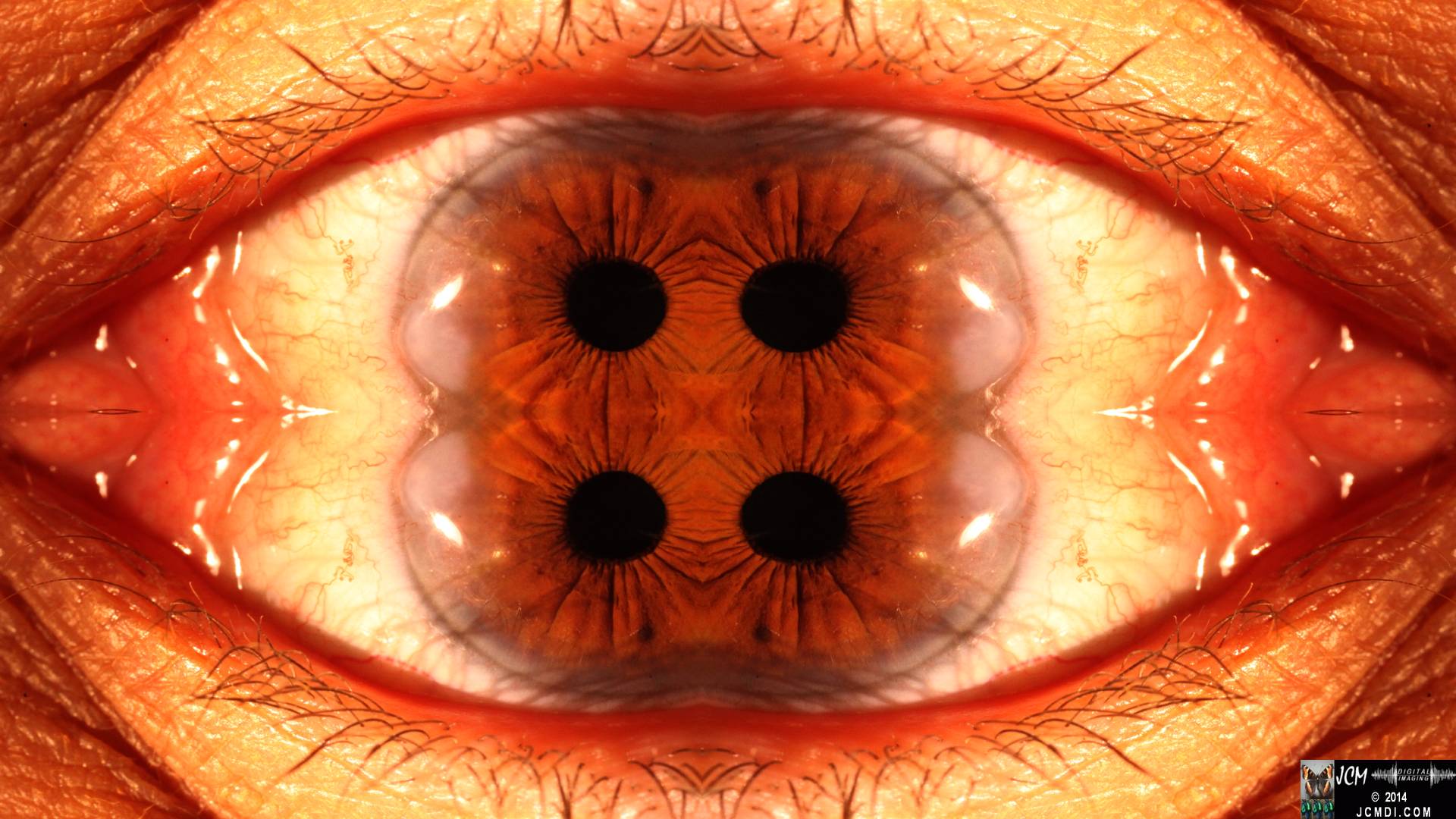 Quadroscopic Artwork made from an image of a real human eye